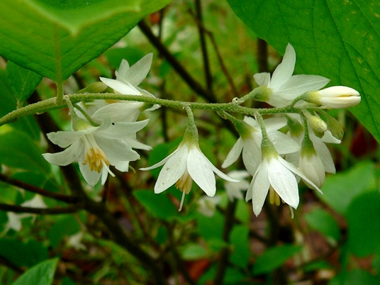 {Styrax grandifolius}